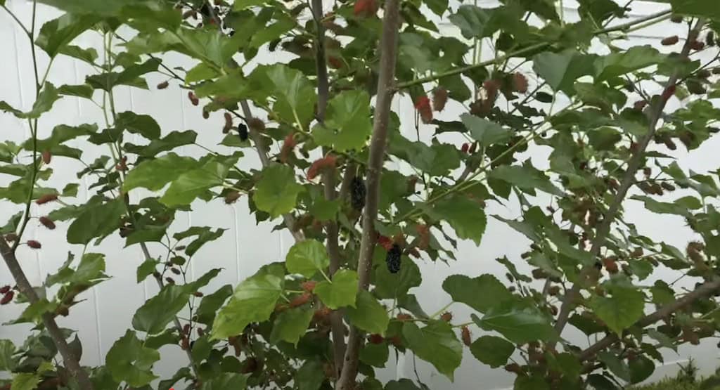 Growing Mulberry Trees